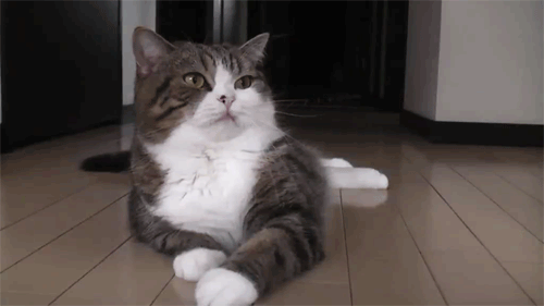 00014.gif