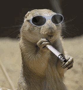 00016.gif