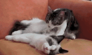 00019.gif