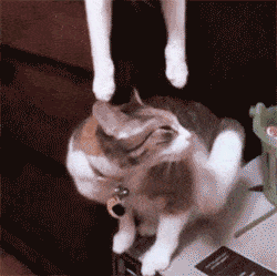 0006.gif