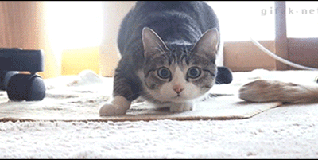 axicy.gif