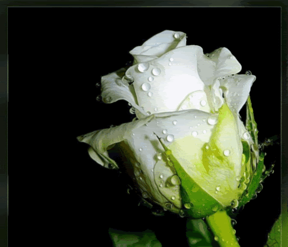 0001.gif