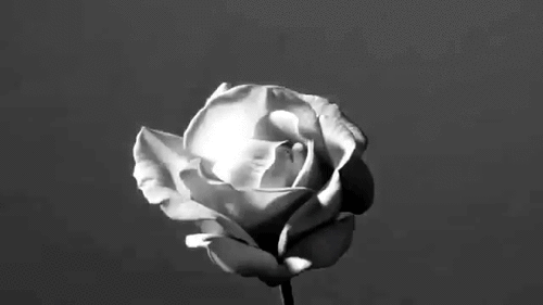 00012.gif